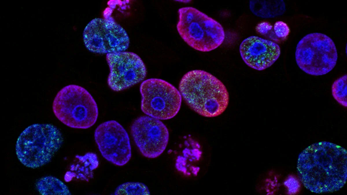 Cellular biology visualization of Akkermansia muciniphila colonizing intestinal epithelial mucous layer