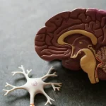 Magnesium L-Threonate vs Glycinate: Brain Health Guide