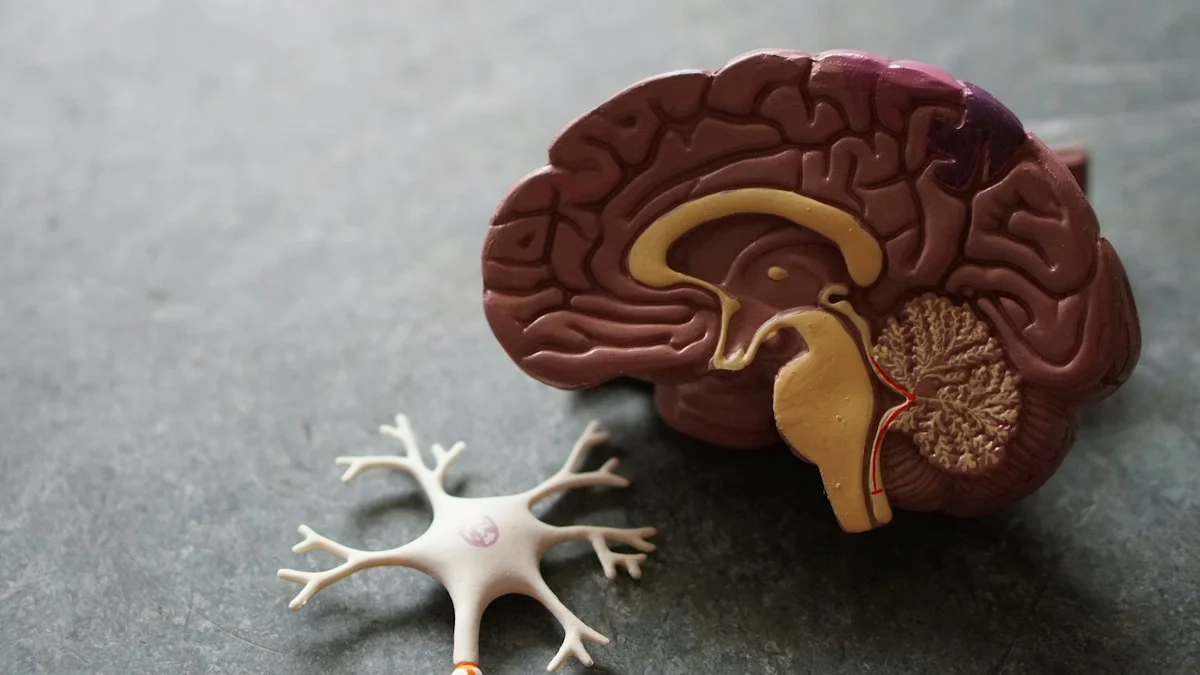 Neurological Laboratory Research on Magnesium L-Threonate Blood-Brain Barrier Penetration and Cognitive Synaptic Density