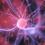 Nicotinamide Riboside vs NMN: Cellular NAD+ Kinetics